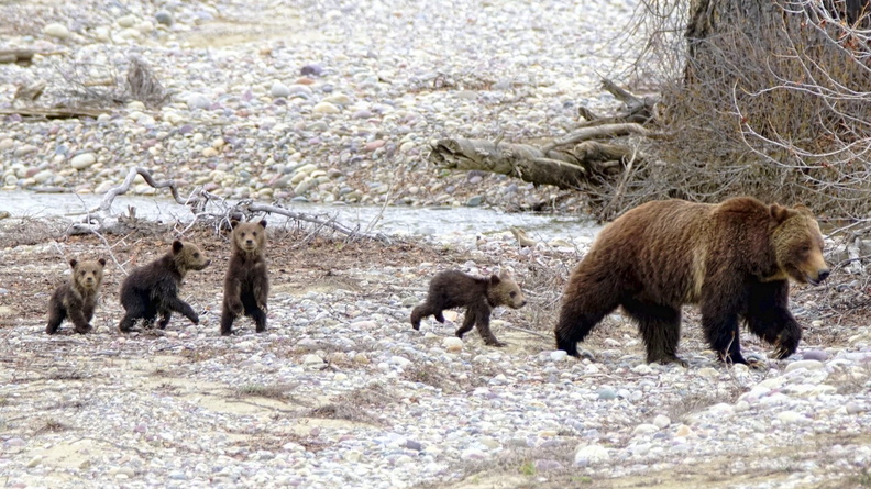 2020-05 Yellowstone Grizzly 399 with 4 cubs 3